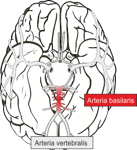 Arteria bailaris