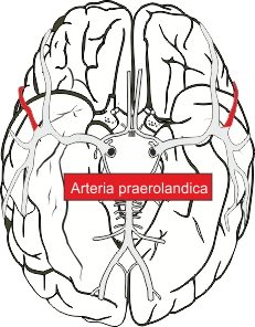 Arteria praerolandica