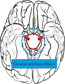 Circulus arteriosus Willsii