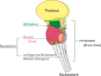 Hirnstamm